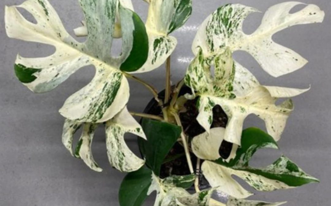 This Rare Houseplant Just Sold For Nearly $20,000