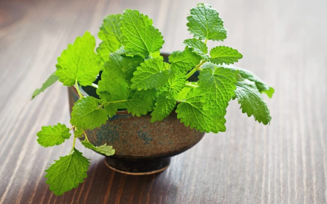 6 Household Uses for Mint