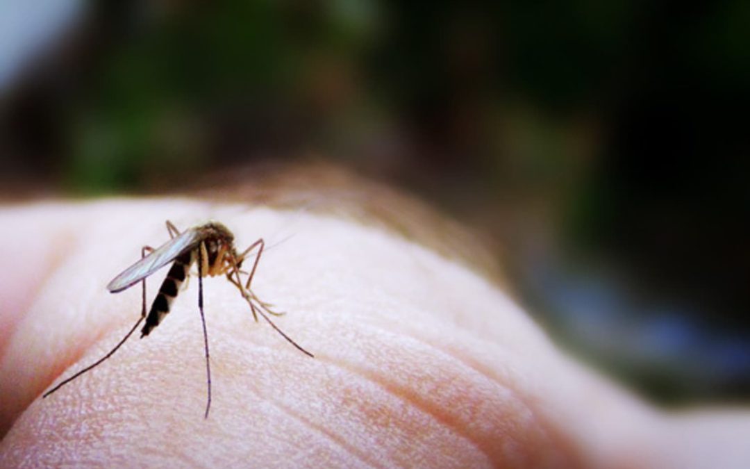This $10 Mosquito Repelling Candle Will See You Through Summer