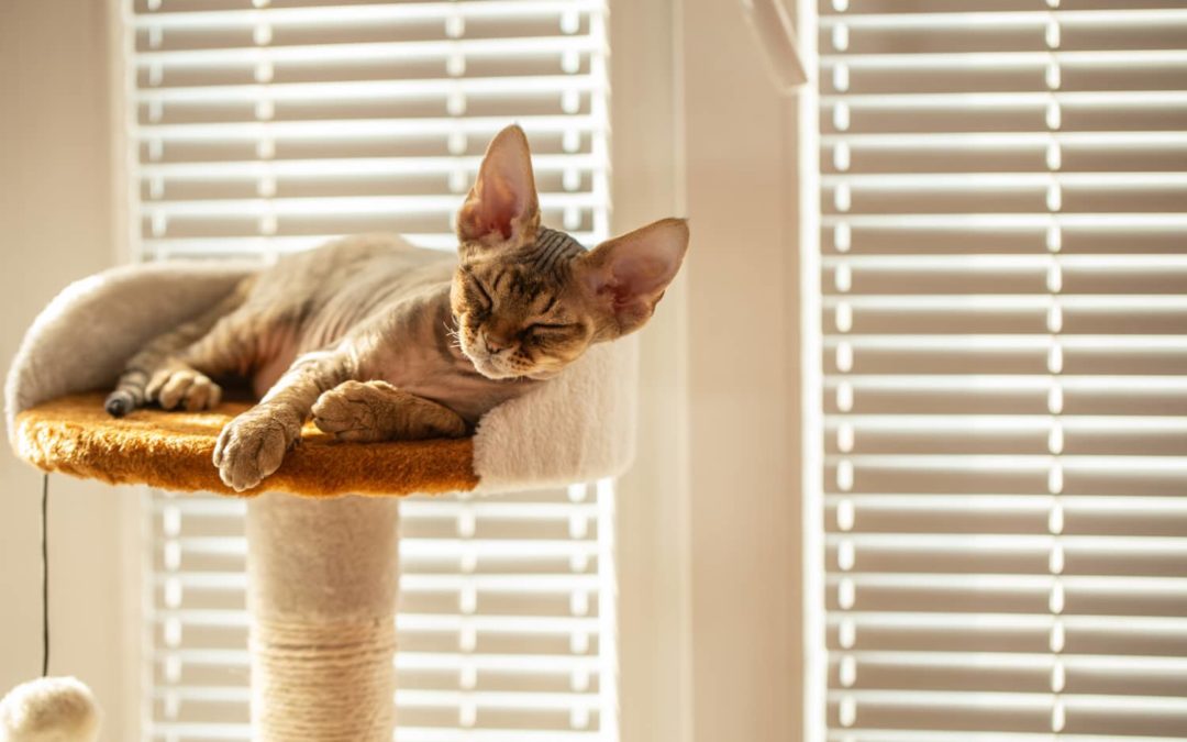 These 8 Are the Space-Saving Cat Items I Swear By