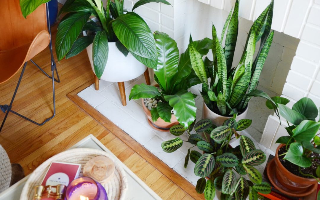 These IKEA Cabinets Make Surprisingly Good Greenhouses for Your Plants