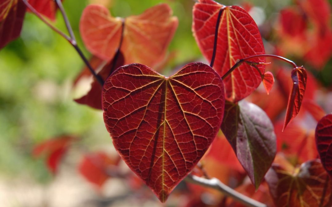 Chelsea Flower Show’s Plant Of The Year Has Hearts For Leaves