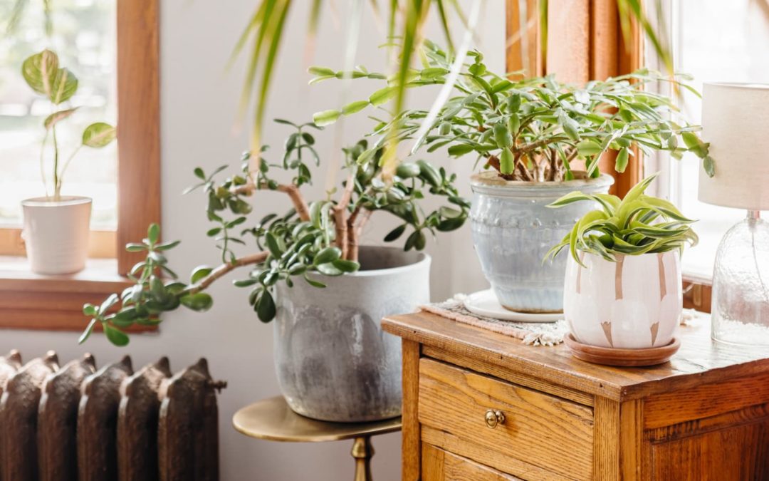 Killed Your Plant? It’s OK! Here’s What to Do Next