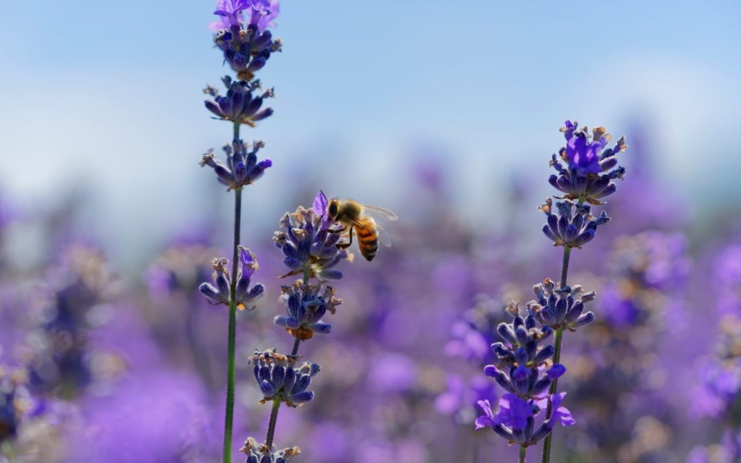 The Best Autumn Flowers To Help Bees, According To Experts