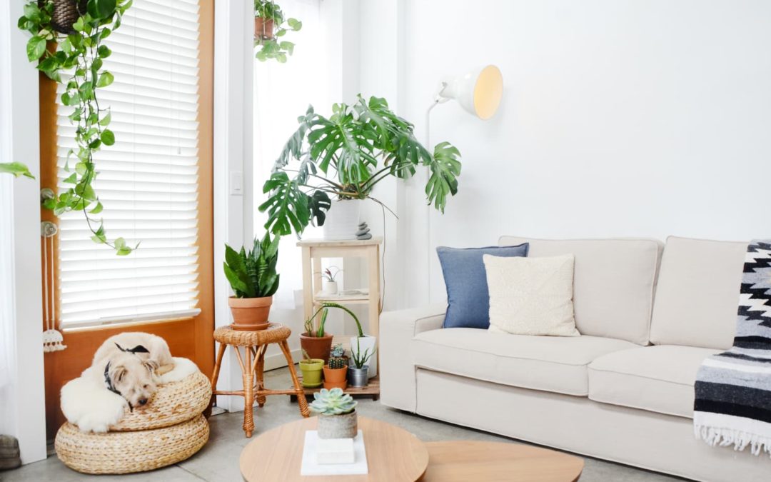 The Complete Guide on How to Buy a Sleeper Sofa