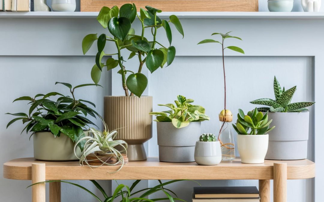Target is Stepping Up Its Plant Game with a Set of Air Plant Terrariums For Under $13