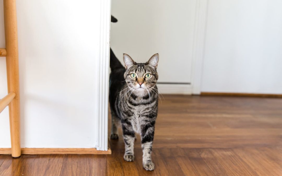 Allswell Just Launched Pet Beds That Might Just Be Comfier Than Your Mattress