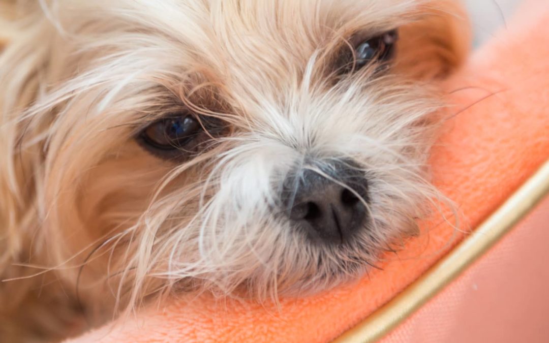 Your Dog Needs This Viral In-Shower Scalp Massager Just as Much as You Do