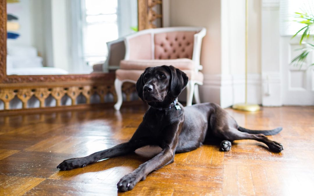 This Self-Cleaning Deshedding Comb Keeps My Home Fur Free — and My Dog’s Coat Has Never Looked Better!