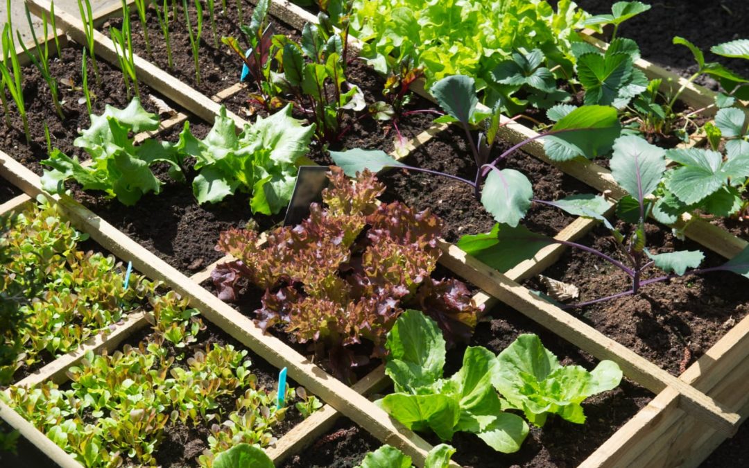 6 Cheap, Easy-Grow Veggies That Go from Seed to Harvest in as Few as 8 Days