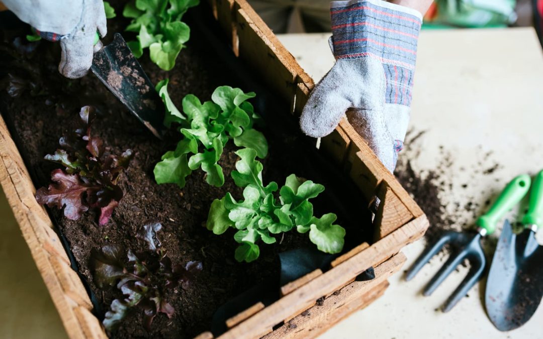 Turns Out, Americans Really Want to Learn How to Grow Potatoes