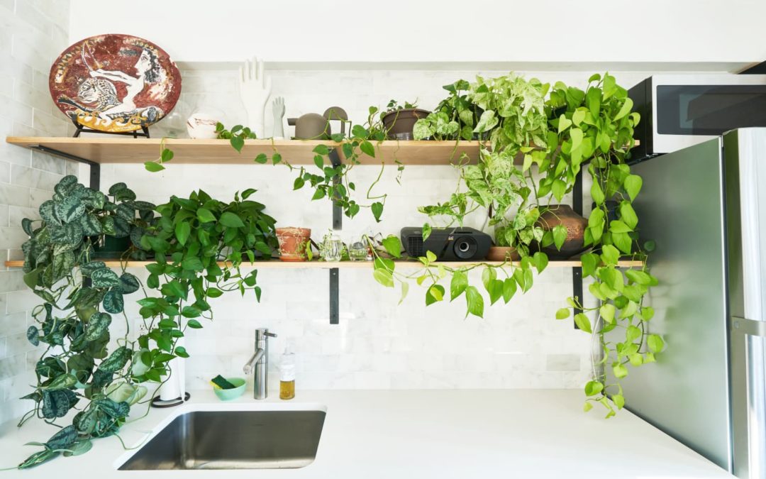 Bioluminescent Houseplants May Be The Next Big Trend For Green Thumbs
