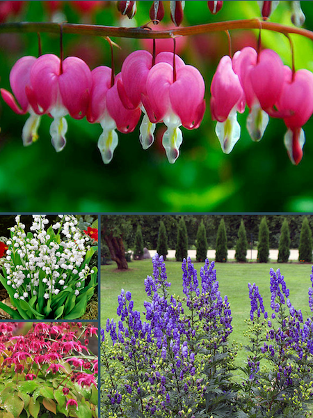 Round Up: 24 of the Best Low Maintenance Plants for Your Garden