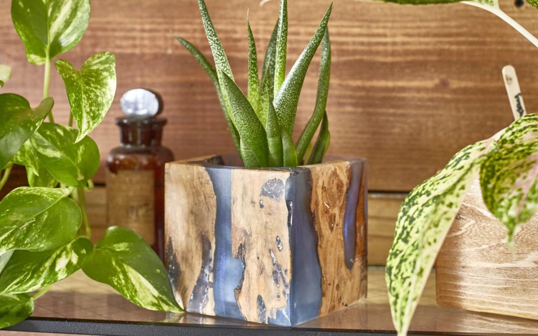 This Is The Most Instagrammable Houseplant