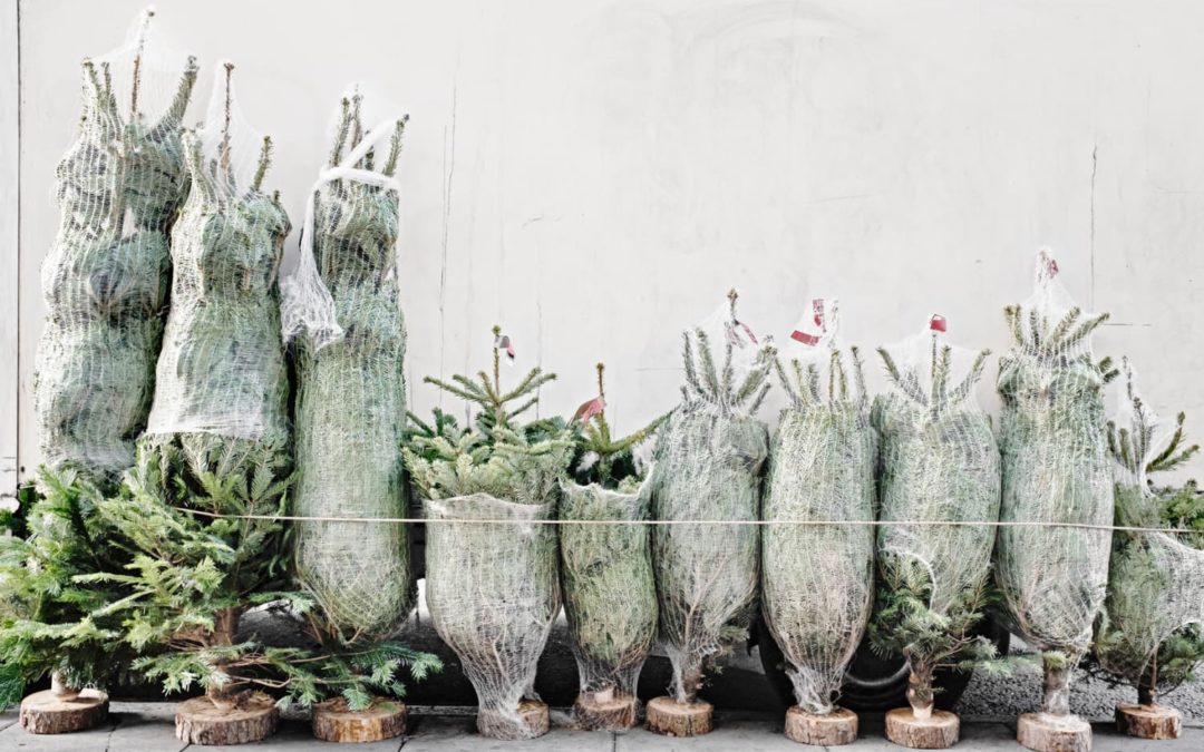 5 Places to Buy Live Christmas Trees Online
