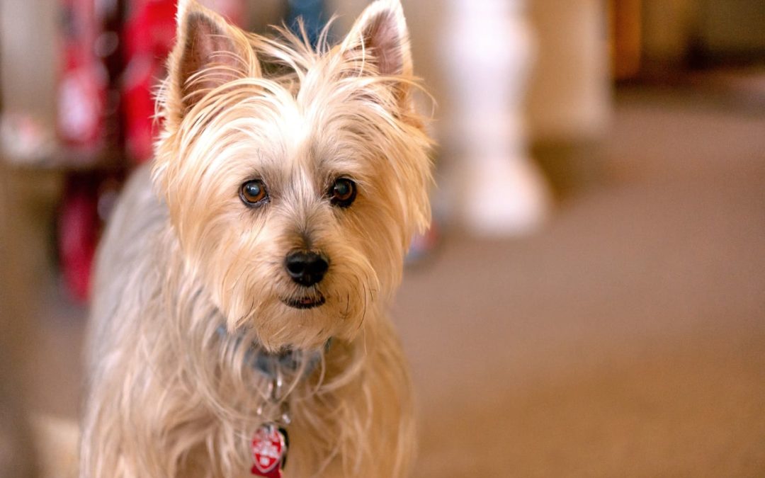 The Best Thing I’ve Ever Bought for My Dog, as an Anxious Pet Parent