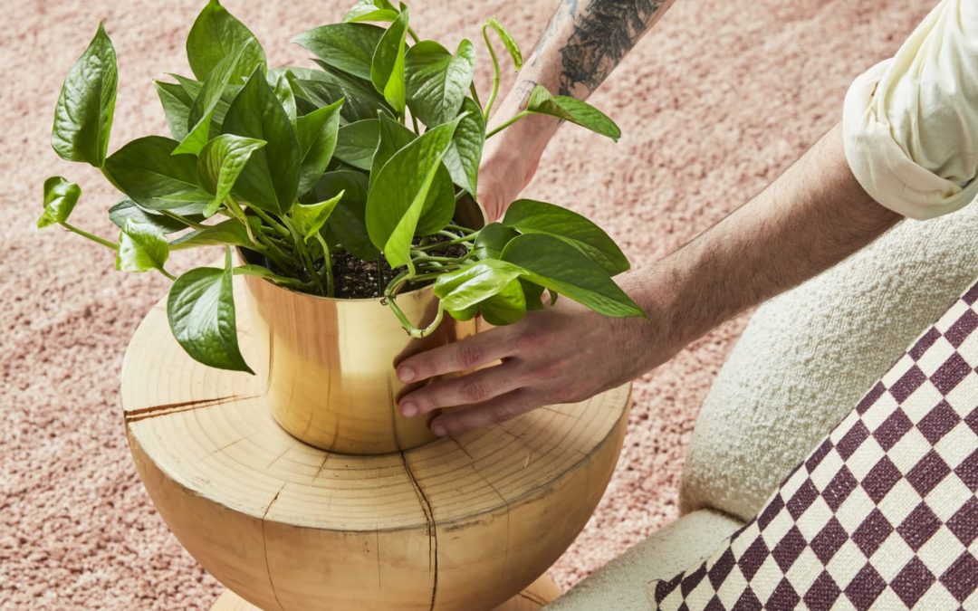 These Are The Top Trending Houseplants For 2022