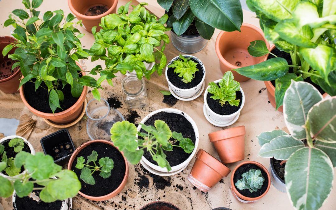 This Innovative Garden Is Being Grown Completely Underwater