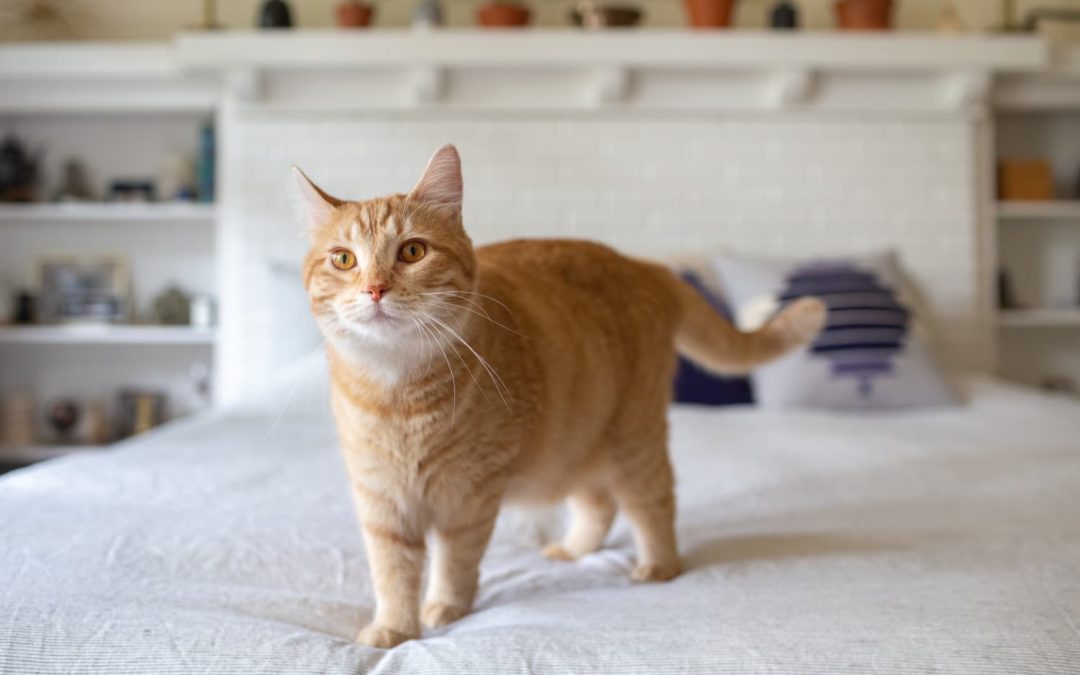 This TikTok Hack Transforms An Old TV Into A Cozy Cat Bed