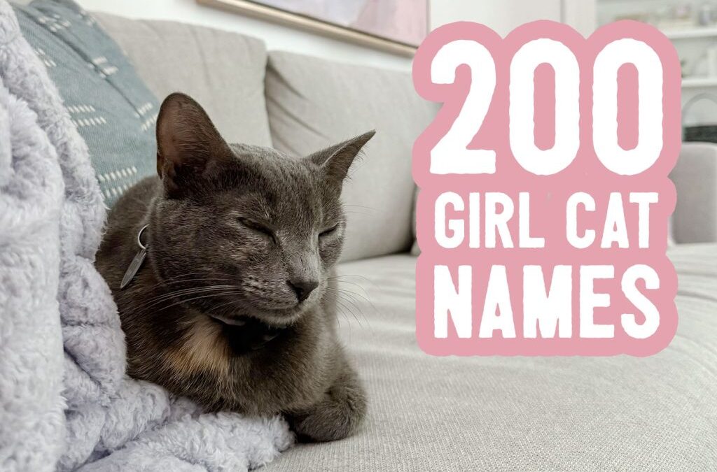 Girl Cat Names: 200 Ideas + Naming Tips