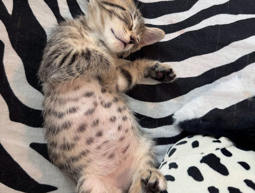 Boy Cat Names: 200 Names + Naming Tips