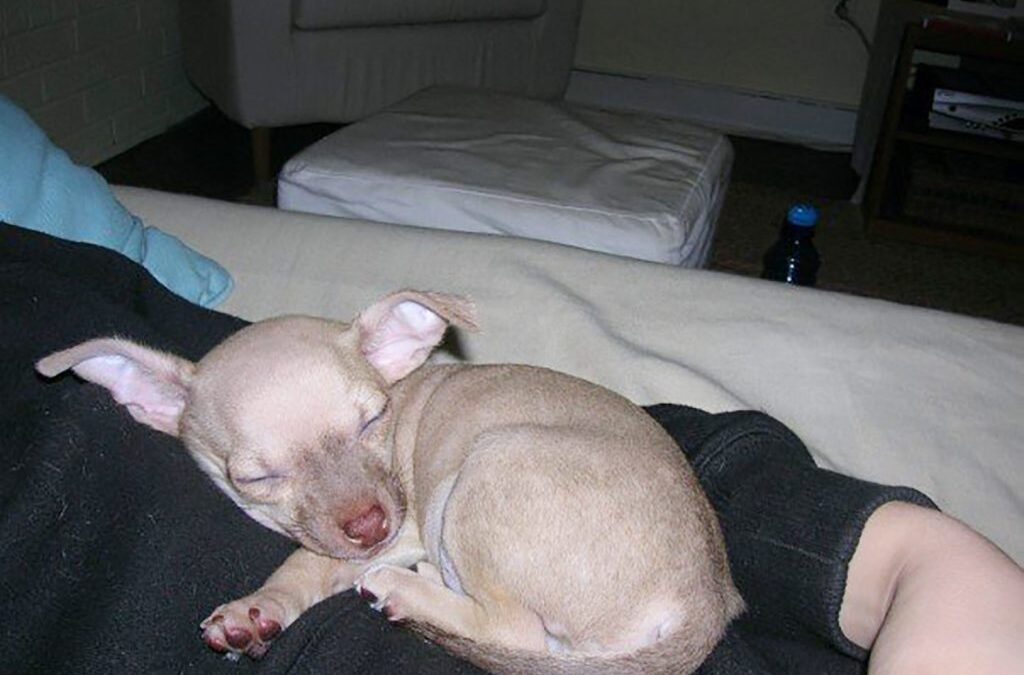 Boy Dog Names: 200 Names + Naming Tips