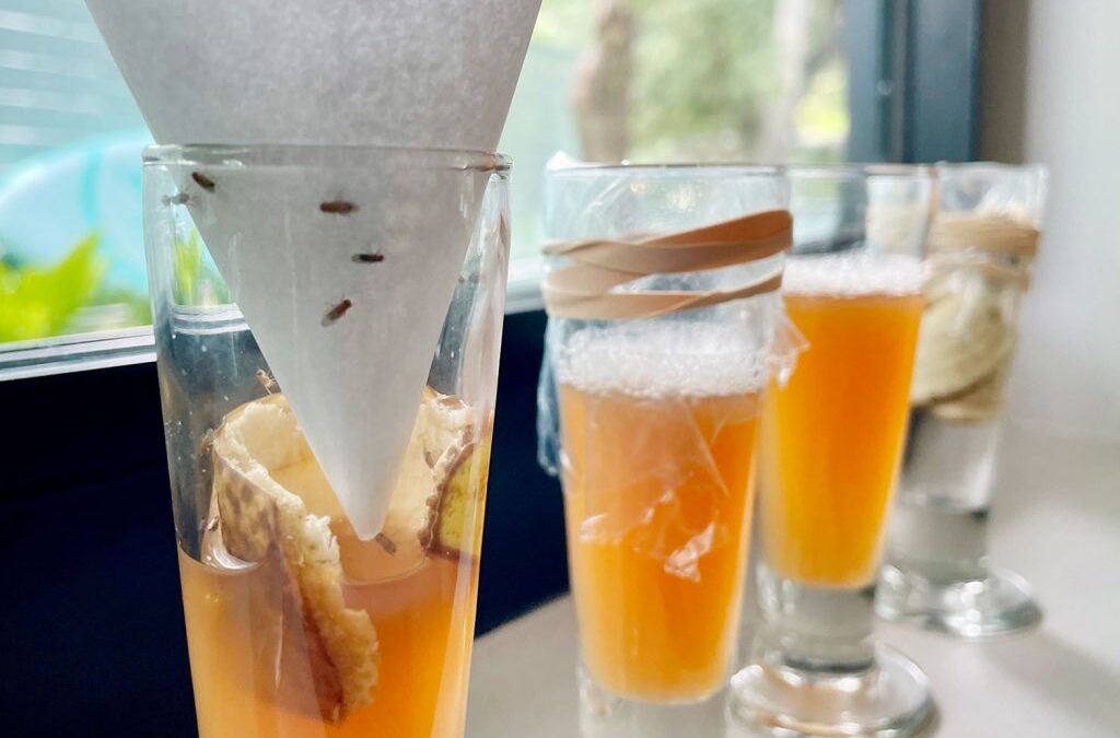 How To Get Rid Of Fruit Flies