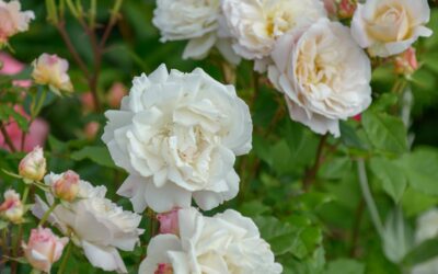 I can’t stop thinking about the flowers from Taylor Swift’s cottagecore engagement – the 4 romantic blooms from her proposal