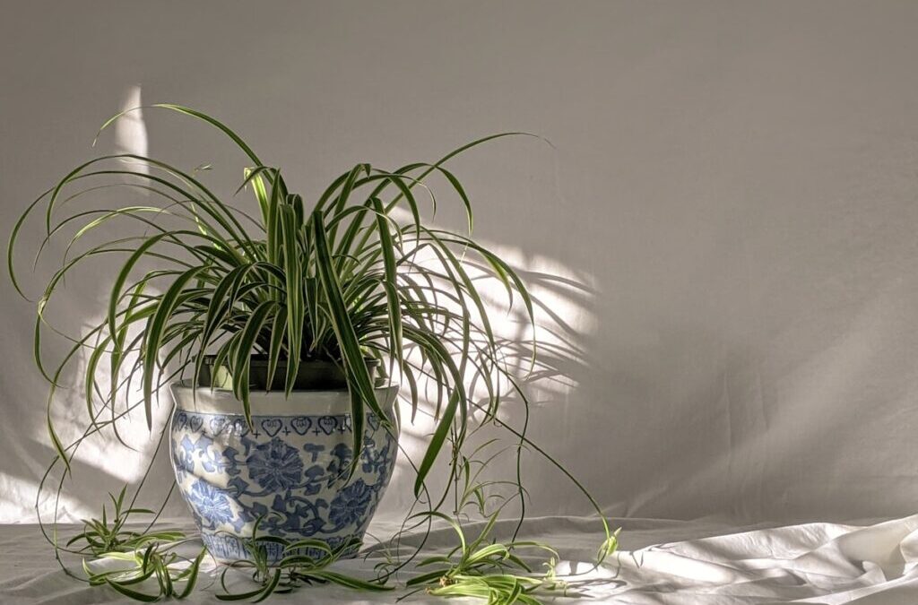 15 Cat-Friendly House Plants That Will Transform Your Home (Without the Vet Bills)