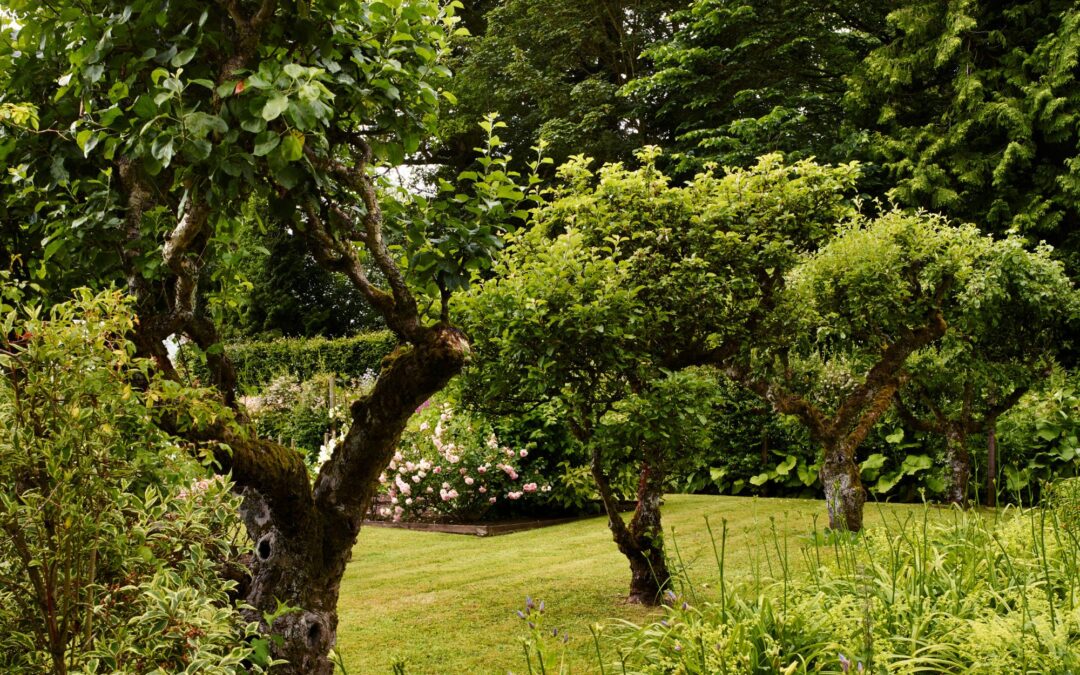 Experts are warning gardeners about this year’s ‘false autumn’ – and say these 3 tips will keep your plants healthy