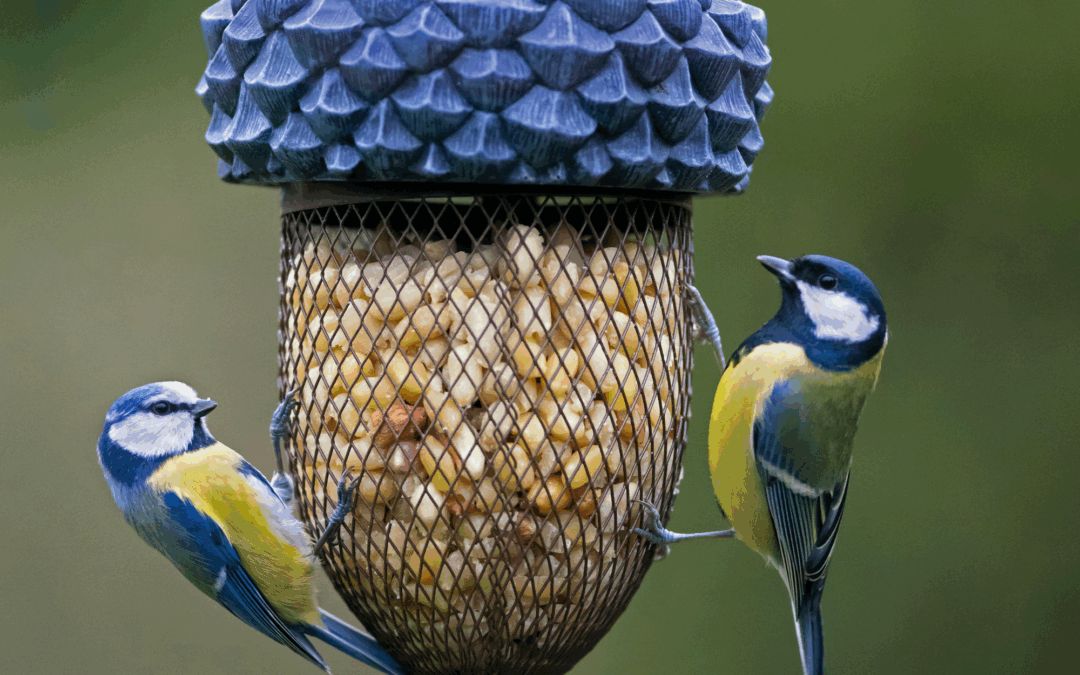 Gardeners are being warned to never put these 3 foods in a bird feeder – these common treats can cause serious harm to garden wildlife