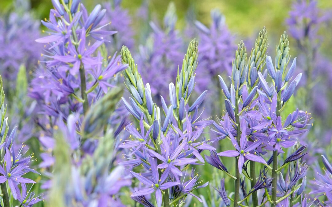 Robins, bees and butterflies will flock to your garden if you plant this spring bulb – now is the best time to plant it