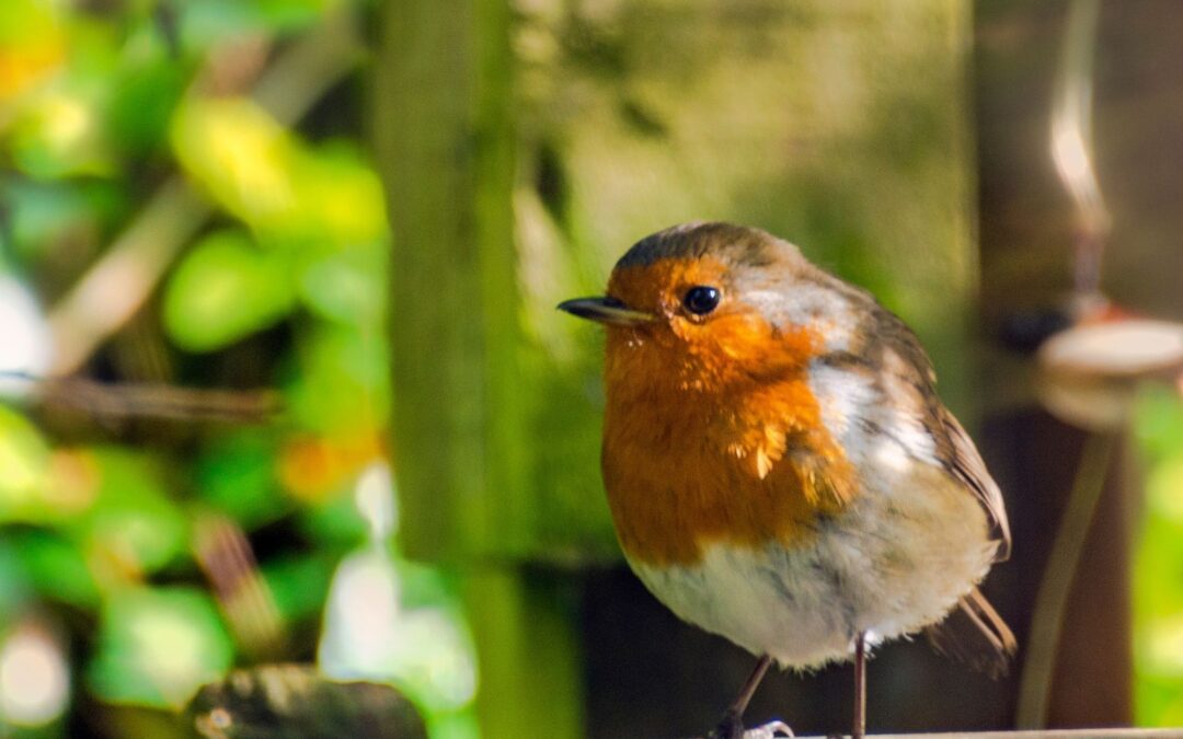 The fruit you should leave in your bird feeder if you want robins to become a regular visitor, according to a wildlife expert
