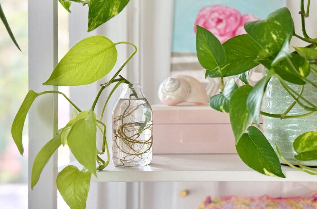 How To Propagate A Pothos