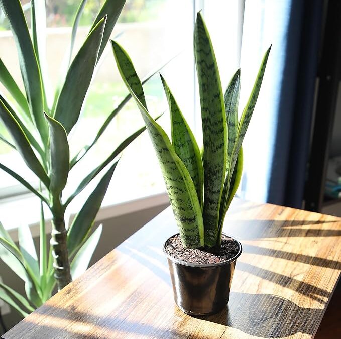 The Plant That Doesn’t Die: 4 Low-Maintenance Picks That Look Expensive