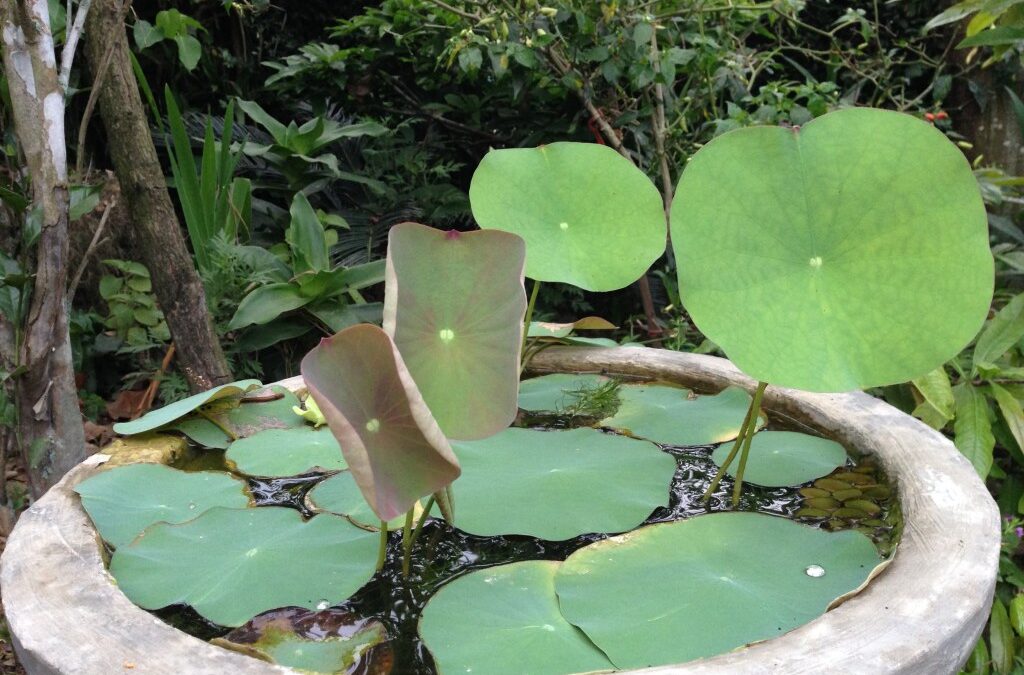 How To Create a Mini Pond Wildlife Haven
