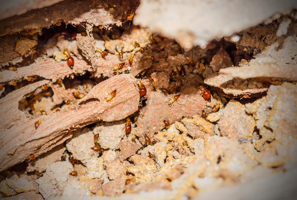 Termites: The Tiny Pest That Can Quietly Destroy a Home