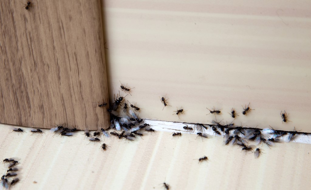 What Customers Are Saying About EcoShield Pest Solutions