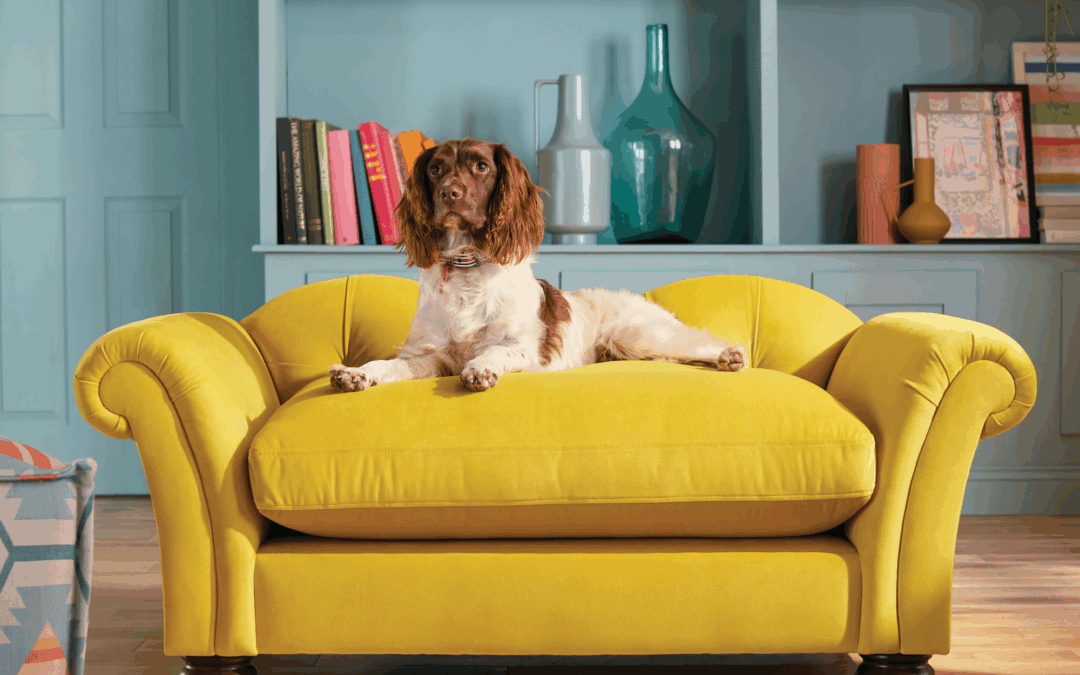 Dawn O’Porter’s dog has a better seating arrangement than I do! Why every pet owner should consider a pet sofa this autumn