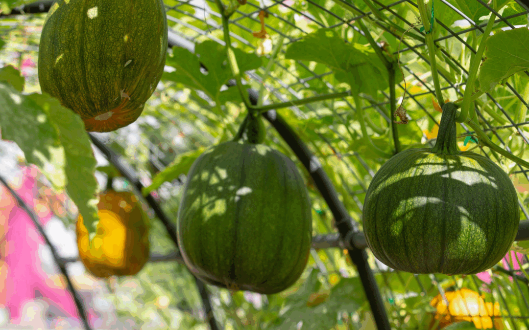 Martin and Shirlie Kemp have just proved pumpkin archways are the ‘it’ feature of any autumn garden – how to recreate the impressive vertical display