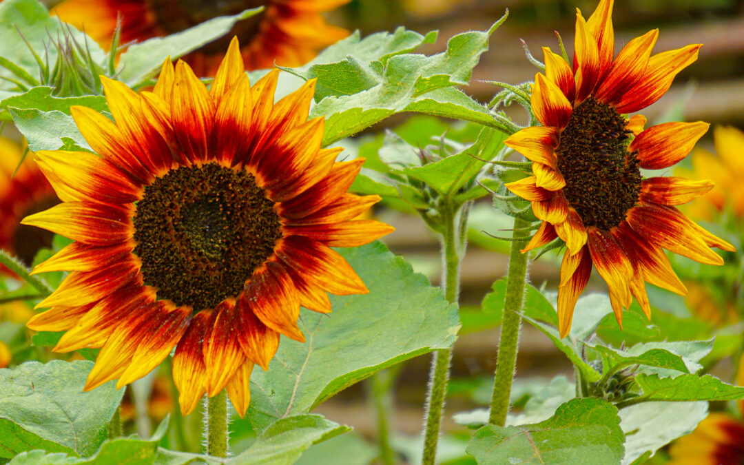 Prue Leith used this stunning flower combo in her garden, and it looks as good in the ground as it will in a vase
