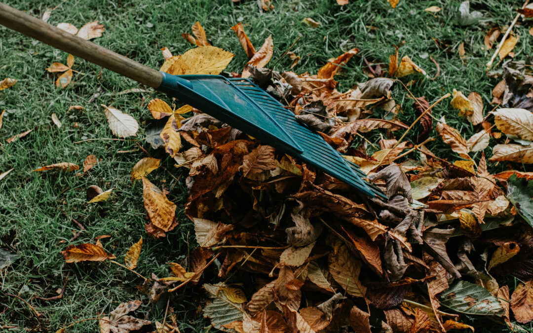 5 ways to reuse plant clippings in your garden this autumn