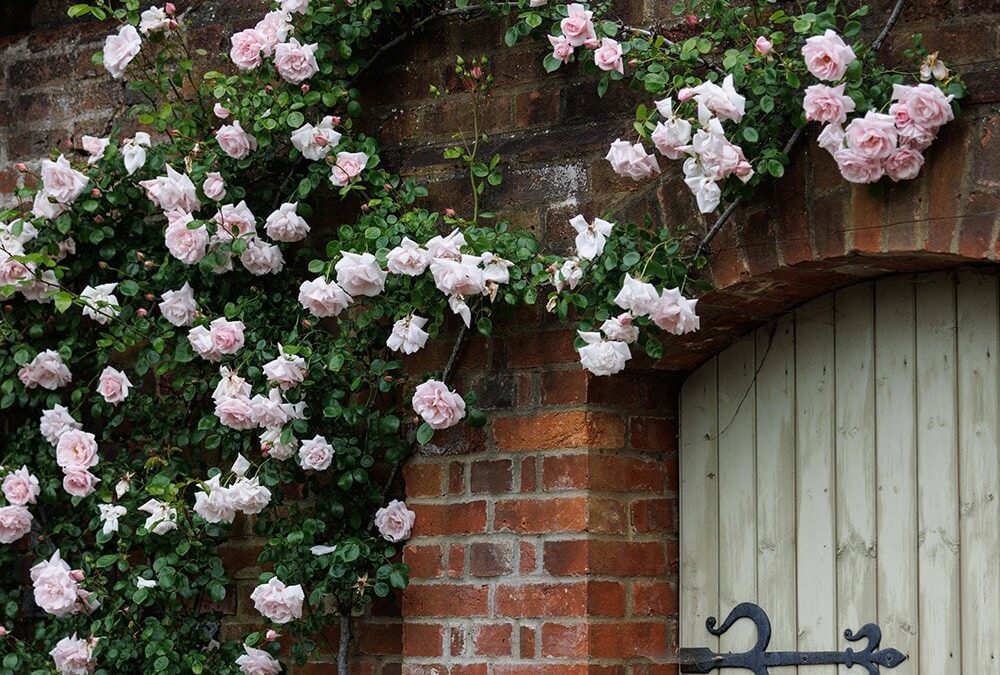 Jerry Hall’s romantic rose archway gives her garden a gorgeous cottage look – garden experts say October is the best time to get started on yours