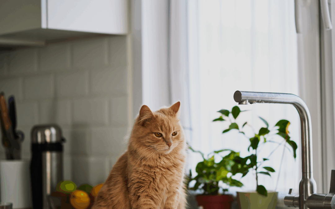 Paul Hollywood’s cat has divided the internet after getting on the kitchen counters – and he told us he hates the habit, too